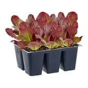 Bonnie Plants Red Romaine Lettuce 6-pack