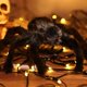 thumbnail image 5 of Telaraña de 60 LED, 3,25 pies de diámetro, ilumina la telaraña, decoración de Halloween, juguete de araña de peluche negro, luz naranja impermeable a batería para decoración de paredes en interiores y, 5 of 5