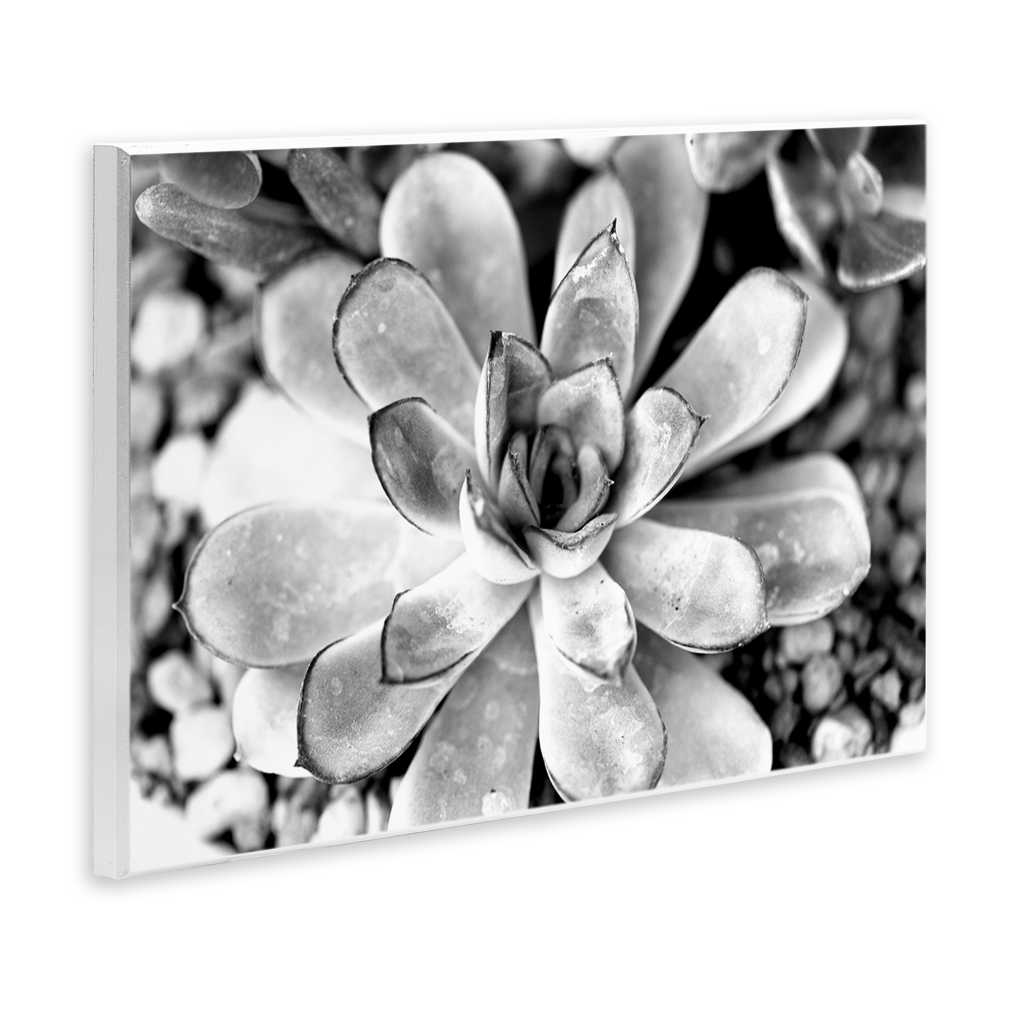 Stupell Industries Monochrome Succulent Leaves Botanical & Floral Photography Unframed Art Print Wall Art, 19 x 13