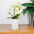thumbnail image 4 of 5 Pcs Green Self-Watering Plant Pots for Orchids and Flowers, Flowerpots with Water Reservoir, 4 of 6