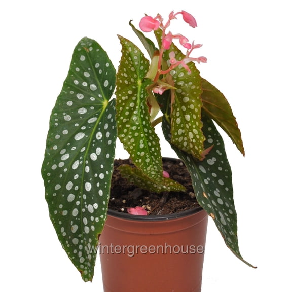 Begonia maculata Double Dot, Double Dot, Cane Begonia - Pot Size: 3.5in - House Plants
