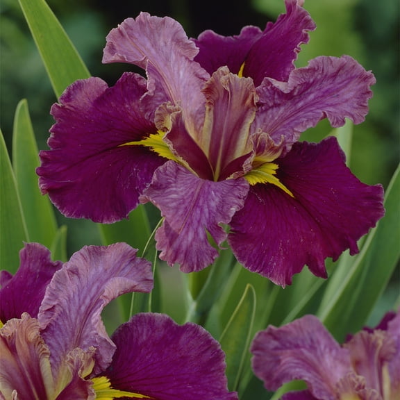 Van Zyverden Louisiana Iris Jack Attack Set of 3 Plant Roots Red Full Sun Pollinator 2 lb