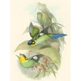 thumbnail image 2 of Gould, John 15x18 Gold Ornate Wood Framed with Double Matting Museum Art Print Titled - Small Birds of Tropics I, 2 of 4