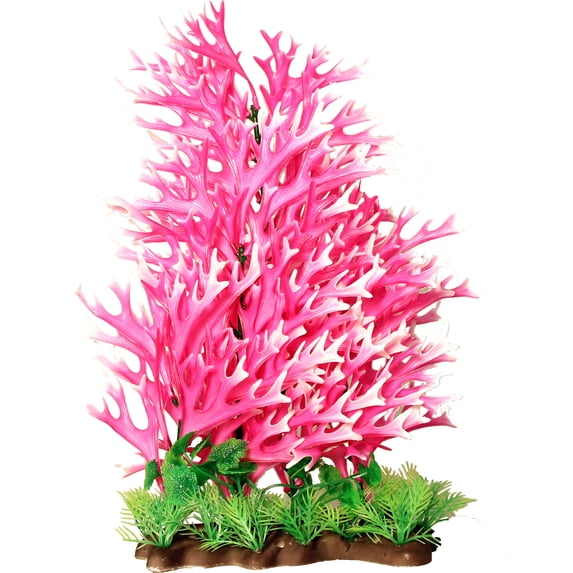 Sea Fern Aquarium Plant
