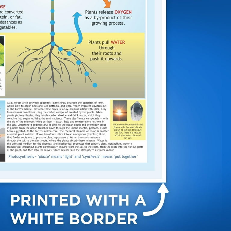 Photosynthesis Poster - Light Into Food - How Plants Make Energy