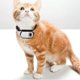 thumbnail image 3 of Cat Camera Collar 1080p Pet Cameras Life Waterproof Mini Actions Camera For Video Records, 3 of 5