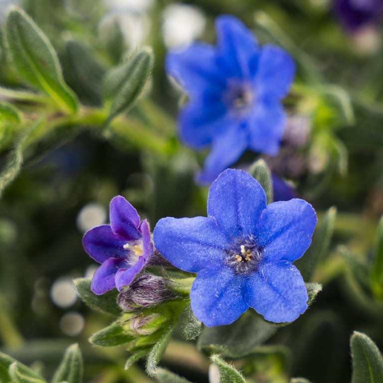 Expert Gardener 2QT Blue Lithodora Live Perennial Plant Partial