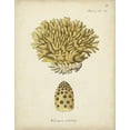 thumbnail image 2 of Esper, Johann 20x24 Gold Ornate Wood Framed with Double Matting Museum Art Print Titled - Ecru Coral VIII, 2 of 4