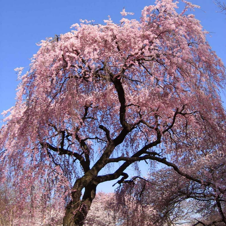 Brighter Blooms - Pink Weeping Cherry Tree, 4-5 ft. - No