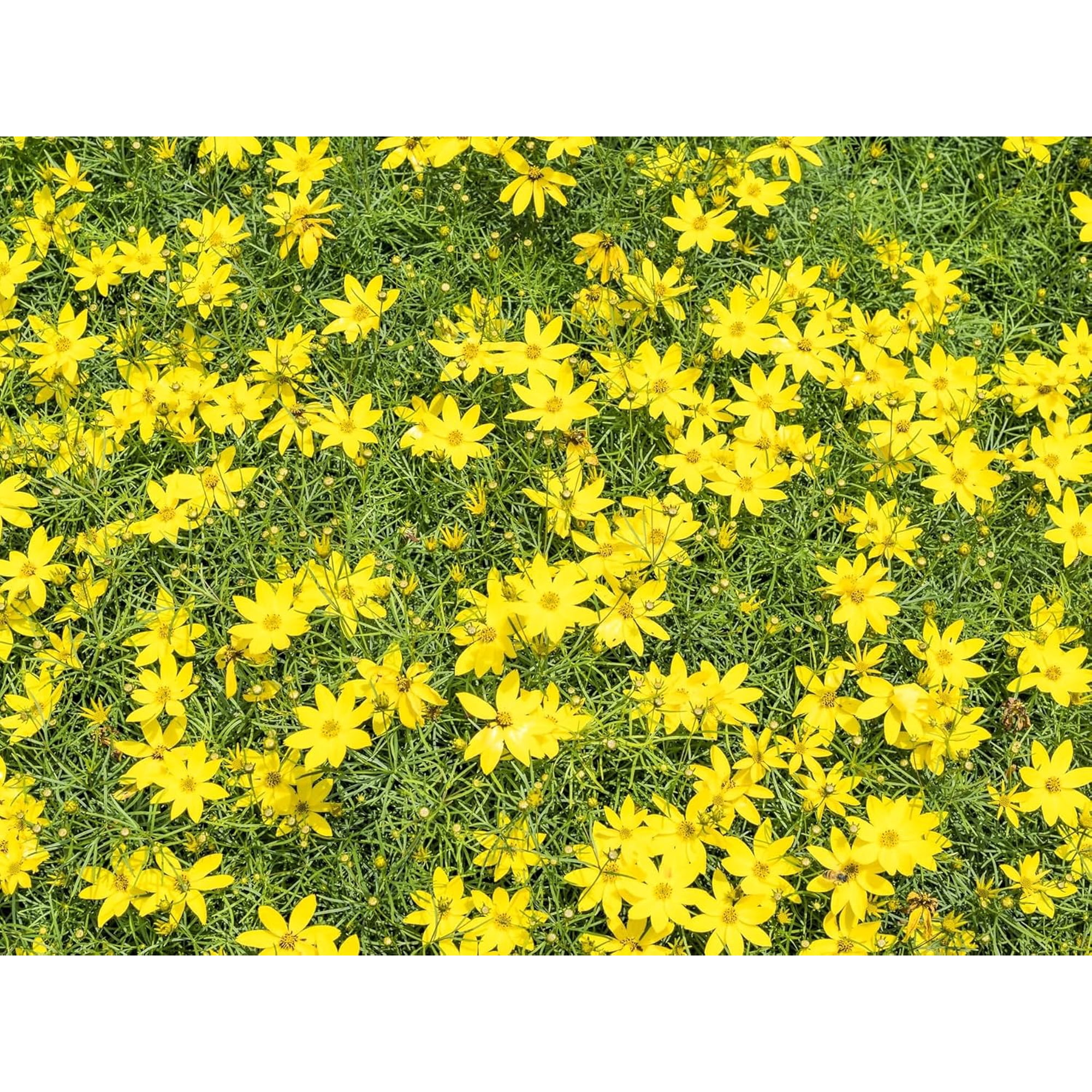 Live Perennial Plants - Nana Mouse Ear Tickseed + Coreopsis Auriculata - [Qty: 2X Pint Pots] - (Click for Other Available Plants/Quantities)