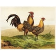 thumbnail image 3 of Harrison Weir 24x20 Black Modern Framed Museum Art Print Titled - Golden Pencilled Hamburghs (1867), 3 of 5