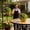 A, variant on Soovim Solar Grass Ball Light Glowing Sphere Garden Light Outdoor LED Lawn Decorative Light Waterproof Solar Powered for Yard Patio Pathway