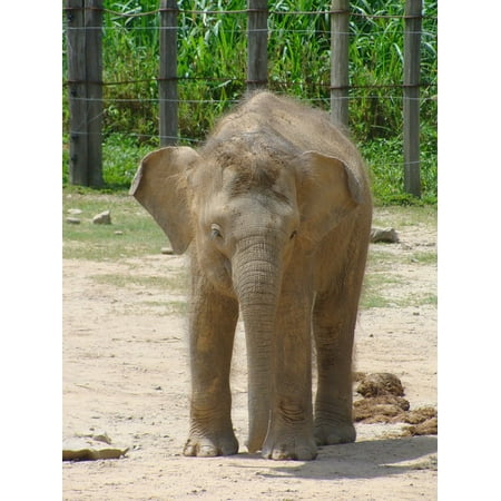 Are Elephants Mammals >> Laminated Poster Elephant Baby Elephant Proboscidians Mammals Zoo Are Elephants Mammals >> Laminated Poster Elephant Baby Elephant Proboscidians Mammals Zoo