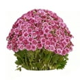 thumbnail image 2 of 20 Bundles Artificial Sunset Mums, Artificial Outdoor Sunset Mums Flowers - UV Resistant, Waterproof, Windproof, Look Real, Full, Vibrant, Never Faded, Reflecting Autumn Vibe, 2 of 3