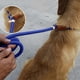 thumbnail image 2 of Dog Leash, Choke Chain, Nylon Stitched, Extended Training Leash, Slip Lead (C, One Size), 2 of 4