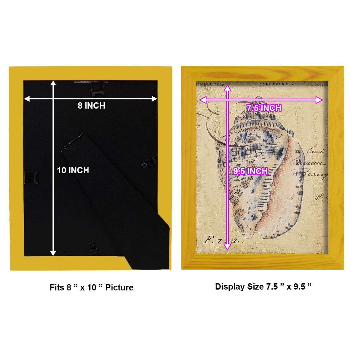 Seashell Ephemera I - Framed Print w/glass - Sunflower Yellow