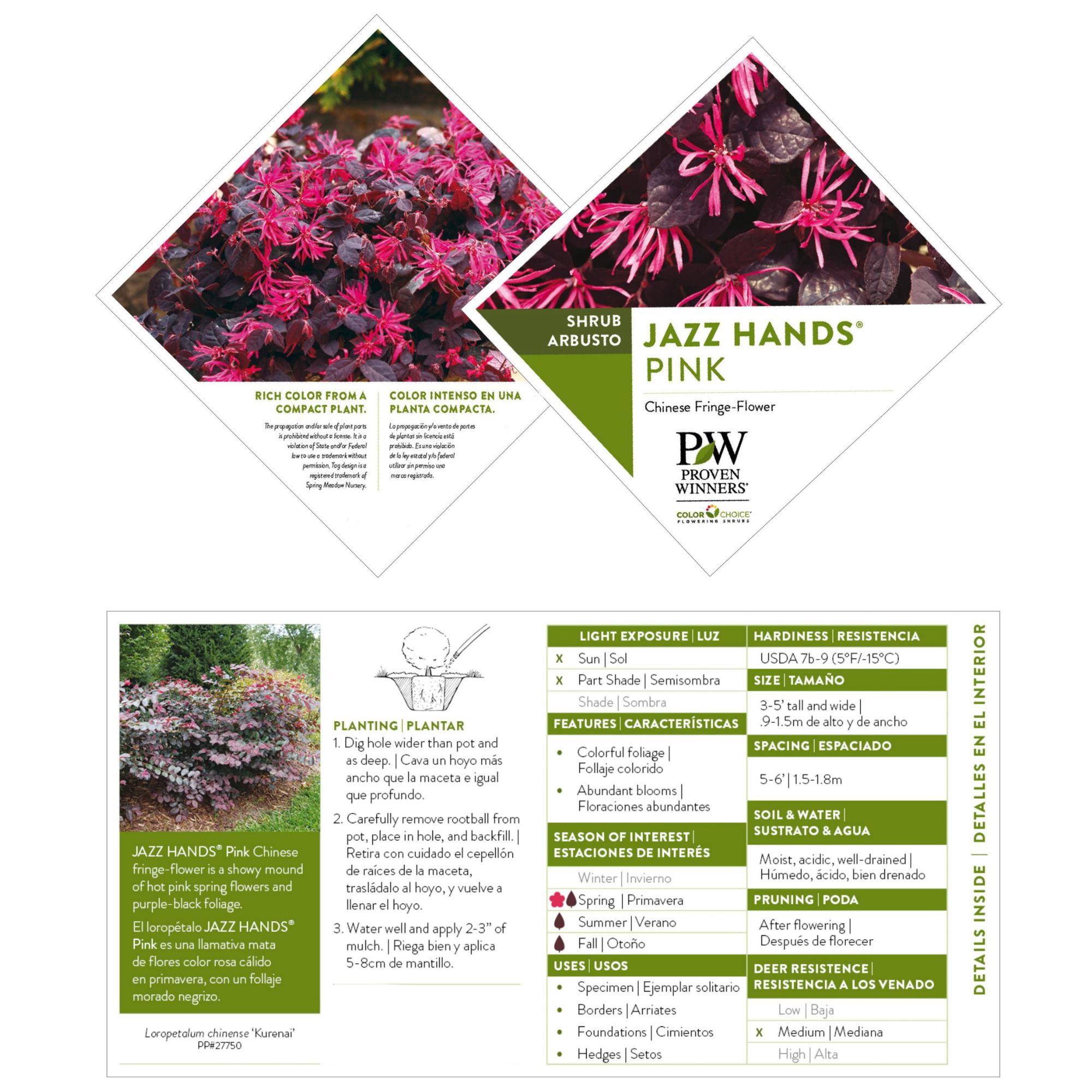 Proven Winners ColorChoice Jazz Hands Pink Loropetalum Live Shrub (2 Gallon)