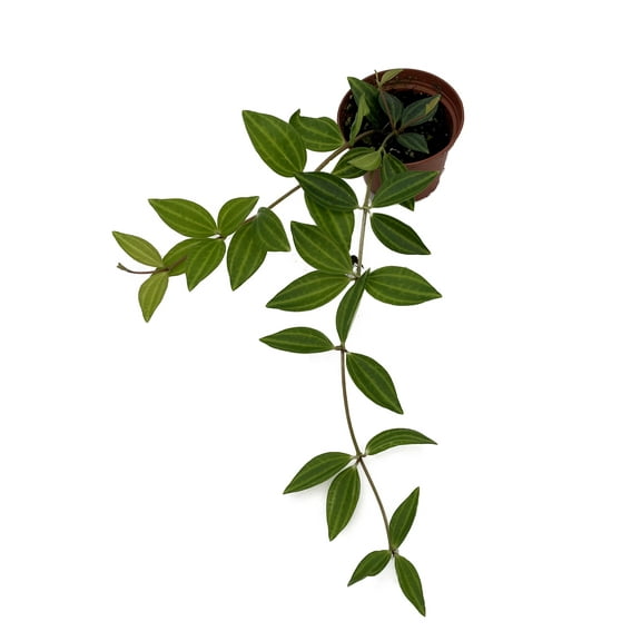 Diamond Peperomia puteolata - 2.5" Pot
