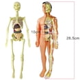 thumbnail image 5 of 3D Human Body Anatomy Model Children Plastic DIY Skeleton Toy Science Early Learning Aids Educational Toys, 5 of 5