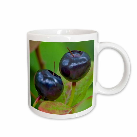 3drose, Huckleberry Fruit, Flathead National Forest, Montana - Us27 Cha1441 - Chuck Haney, 11oz Mug