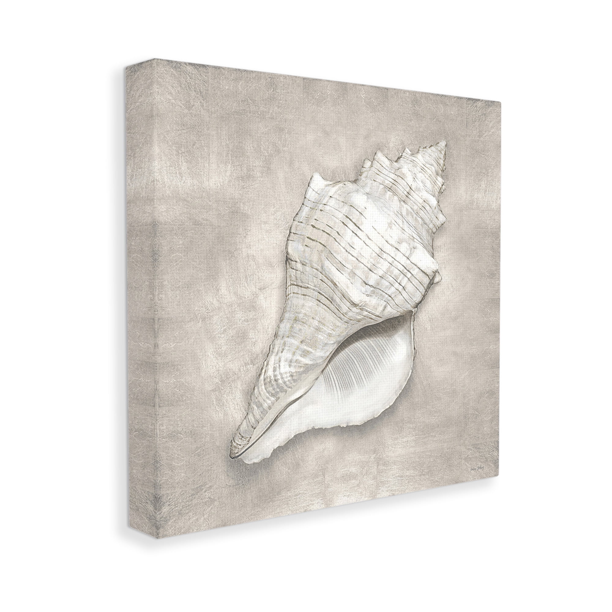 Stupell Industries Rustic Grey Conch Shell Nature Painting Gallery Wrapped Canvas Art Print Wall Art, 36 x 36