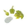 thumbnail image 5 of Insect Lore 468136 Cycles de Vie-Grenouille, 5 of 5