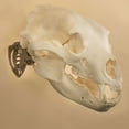 thumbnail image 2 of Skull Hooker Mini Hooker Skull Hanger - Perfect Kit for Hanging and Mounting Taxidermy Bear, Small Deer, Pronghorn, and Other Smaller Skulls for Display, Robust Brown, 2 of 2