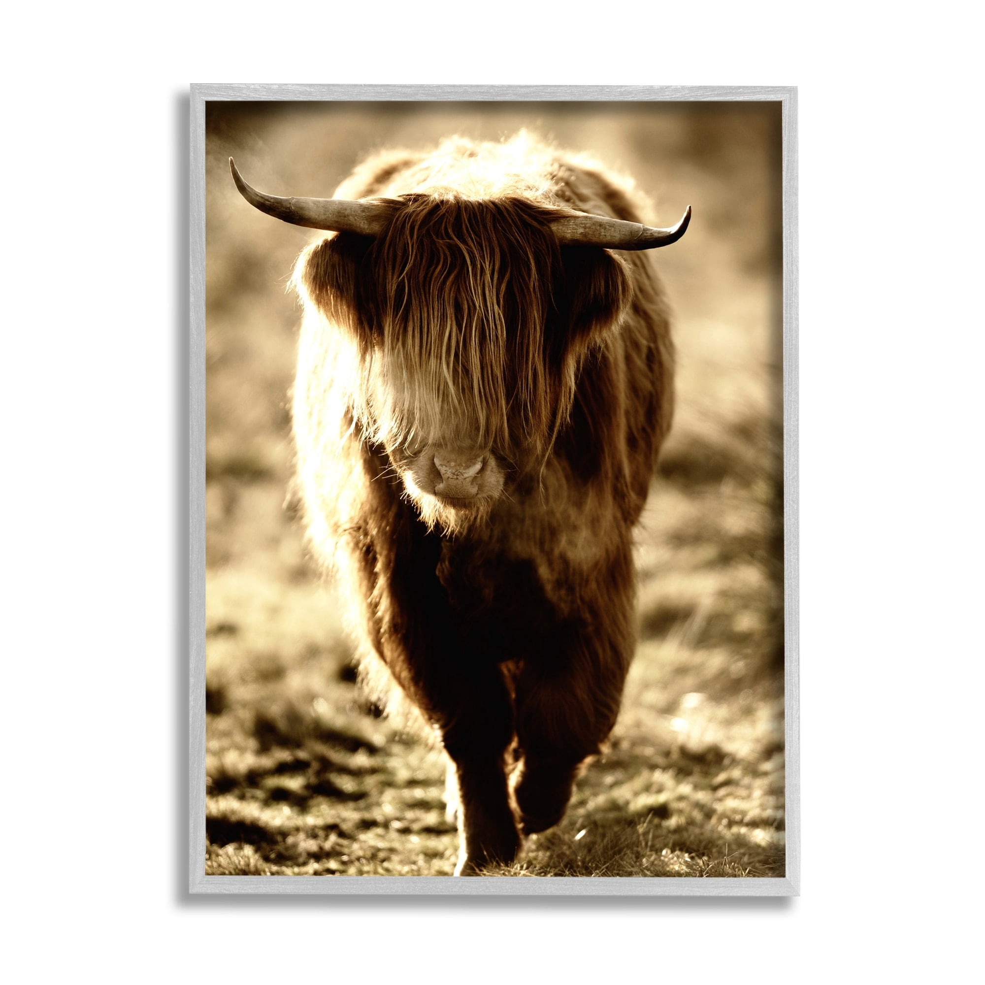 Stupell Industries Sunlit Highland Longhorn Cattle Wandering Rural Countryside Photograph Gray Framed Art Print Wall Art, Design by James Dobson