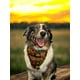 thumbnail image 1 of PAÑUELO PARA PERRO TALLA M CON COLLAR DOBLE VISTA CROKET - MOÑOS, 1 of 7