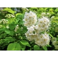 thumbnail image 4 of 100 WHITE MEADOWSWEET Spiraea Alba Narrow Leaved Queen of the Prairie Native Flower Shrub Seeds, 4 of 10