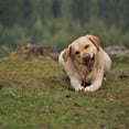 thumbnail image 4 of Cadet Bully Stick Dog Treats for Large Dogs, All Natural Beef Pizzle Dog Chew Sticks, 2.5 Ounce, 2 Count, 4 of 10