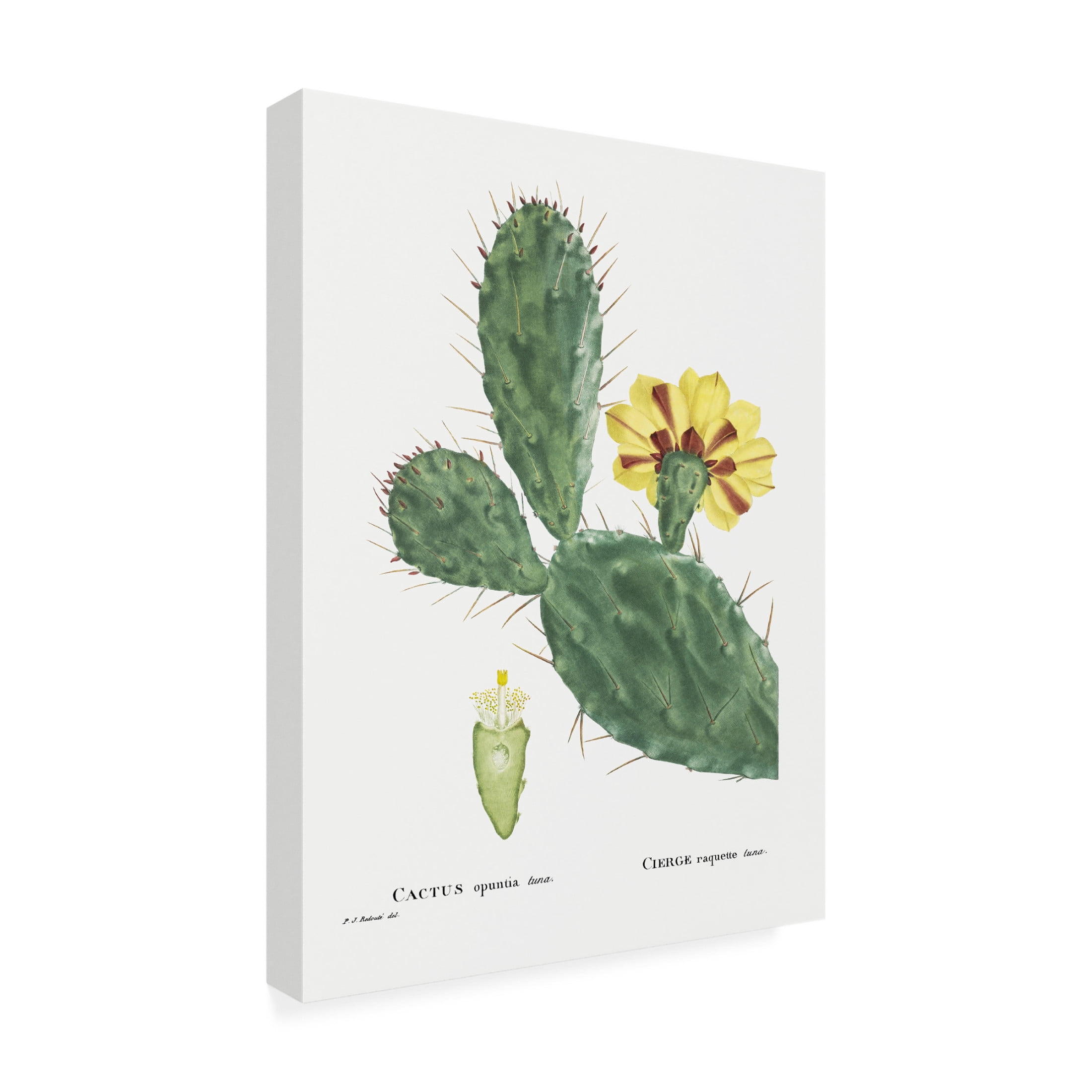 Trademark Fine Art Pierre Redoute  Redoute Cactus IV Canvas Wall Art