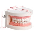 thumbnail image 4 of Funie Dental Study Teaching Teeth Model Oral Care Tooth Education Dentist Equipment, 4 of 5
