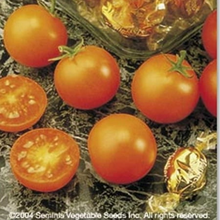 Tomato Garden Seeds - Sunsugar Hybrid - 100 Seeds - Non-GMO, Vegetable Gardening Seed - Sun