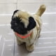 thumbnail image 4 of 2024 Robot Dog Toys Interactive Electronic Plush Puppy Sound Control Teddy Walk Bark With Music Touching Control Robotic Animal Pet, 4 of 5