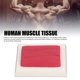 thumbnail image 5 of MODELO DE TEJIDO MUSCULAR Humano, Modelo de Réplica Muscular del Cuerpo Humano Silicona Mantenga Un Recordatorio Saludable Salable Demostracia Tálil Táctil PropÓsito para Loss, 5 of 7