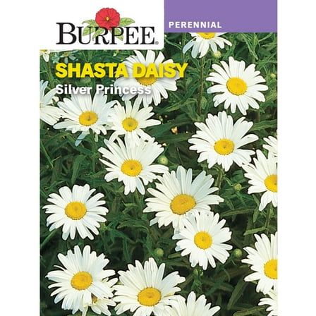 Burpee Silver Princess Shasta Daisy Perennial Flower Seed, 1-Pack, Full Sun