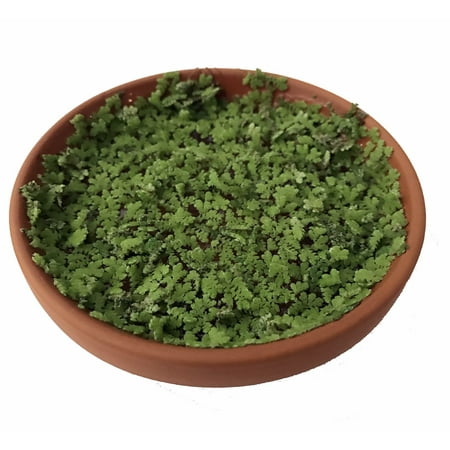 Hirt S Gardens Living Fairy Moss In 3 5 Clay Saucer Windowsill