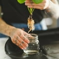 thumbnail image 4 of Liquide stimulateur de racines PRO-MIX ROOTS, 4 of 4