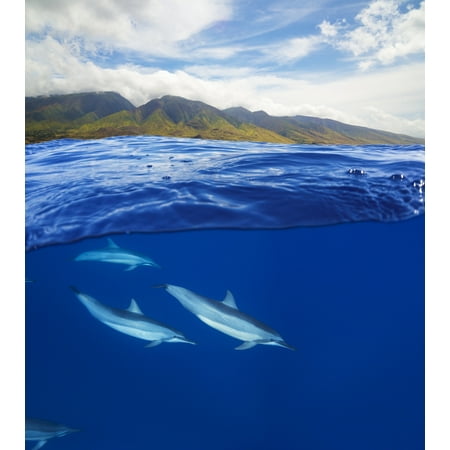 A split view of spinner dolphin (Stenella longirostris) below and the island of Maui above Maui Hawaii United States of America Stretched Canvas - Dave Fleetham  Design Pics (28 x (Best Split Pic App)