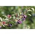 thumbnail image 3 of 20 SASKATOON SERVICEBERRY aka Western, Pacific, Juneberry, Shadbush Amelanchier Alnifolia Native Edible Purple Berry Fruit White Flower Shrub Seeds, 3 of 11