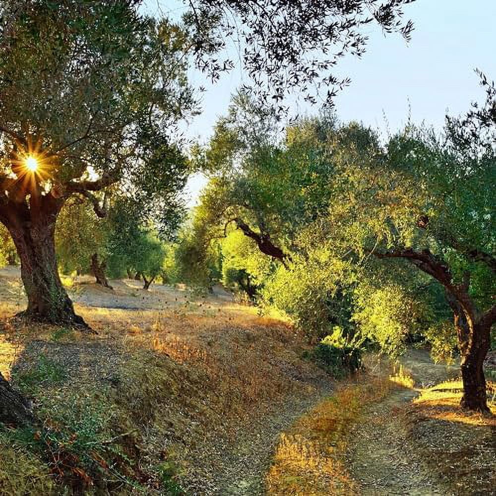 Iliada Kalamata PDO Extra Virgin Olive Oil | First Cold Press | Polyphenol Rich from Greece | Single Region 100% Greek | Chef's Favourite | Single Variety Koroneiki, 750 ML