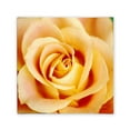 thumbnail image 2 of Trademark Fine Art 'Antique Rose' Canvas Art by Kathy Yates, 2 of 4