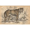 thumbnail image 2 of Common Grey Wolf, Canis Lupus Poster Print By ® Florilegius Mary Evans (24 X 18), 2 of 4