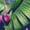 188, variant on Hot Pink Aloha Hibiscus Pattern Short Sleeve Men'S Rompers, Aloha Tropical Hawaiian Casual Summer Jumpsuits Outfit