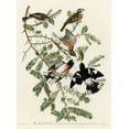 thumbnail image 2 of Vintage Apple Collection 14x18 Black Ornate Wood Framed with Double Matting Museum Art Print Titled - Rose Breasted Grosbeak, 2 of 4