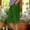 (Fashion 57)Green, variant on Women's Straight Leg Side Slit Checkered Print Five Quarter Pants with Pockets Summer Loose and Casual Short Pants