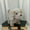 GY.Gray, variant on Interactive Walking Labrador Puppy Toy - Battery Operated Stuffed Dog that Barks, Walks & Wags Tail, Realistic 6.3" Plush Pet for Kids, Fun Gift for Boys & Girls White