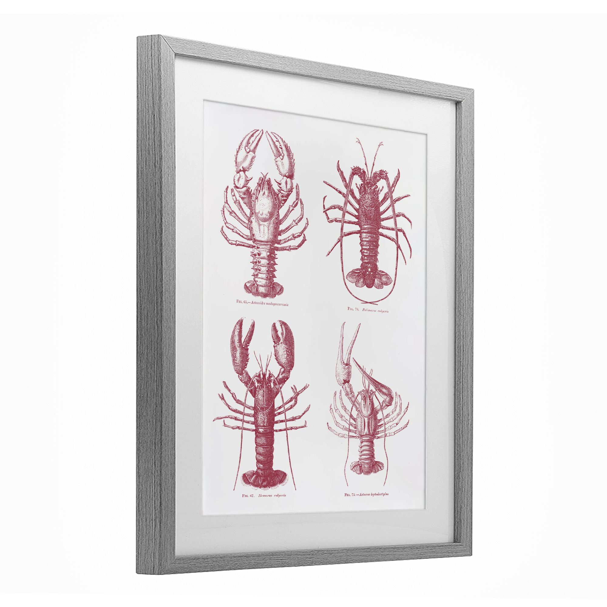 Timeless Lobsters Species Gray Framed Print Under Glass, design by Lettered and Lined