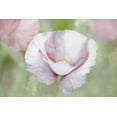 thumbnail image 2 of Stalus, Judy 18x13 White Modern Wood Framed Museum Art Print Titled - Soft Poppy, 2 of 4